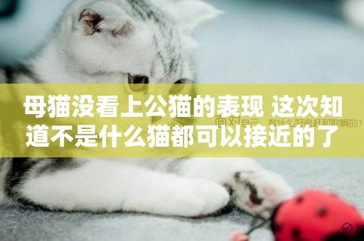 母貓沒看上公貓的表現 這次知道不是什么貓都可以接近的了