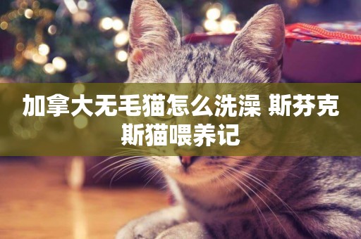 加拿大無毛貓怎么洗澡 斯芬克斯貓喂養記