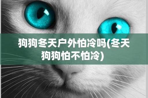 狗狗冬天戶外怕冷嗎(冬天狗狗怕不怕冷) 