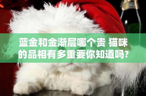 藍金和金漸層哪個貴 貓咪的品相有多重要你知道嗎?