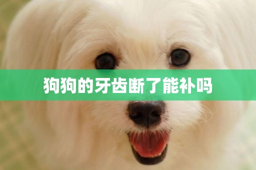 狗狗的牙齒斷了能補嗎