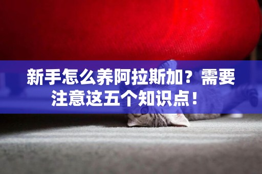 新手怎么養阿拉斯加？需要注意這五個知識點！ 