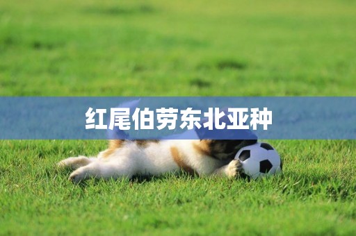 紅尾伯勞東北亞種