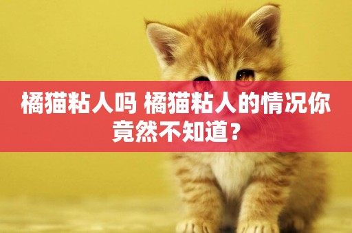 橘貓粘人嗎 橘貓粘人的情況你竟然不知道？