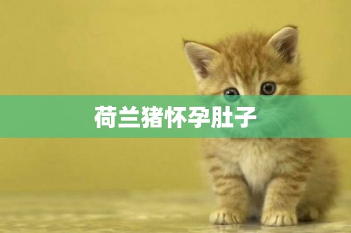 荷蘭豬懷孕肚子