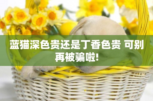 藍貓深色貴還是丁香色貴 可別再被騙啦!
