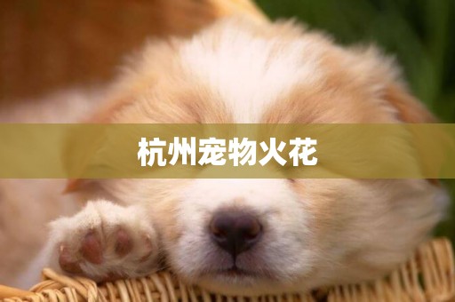 杭州寵物火花