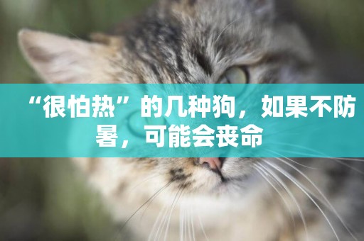 “很怕熱”的幾種狗，如果不防暑，可能會喪命 