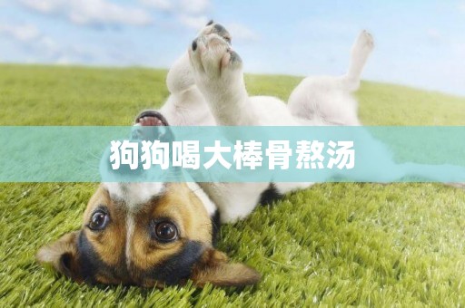 狗狗喝大棒骨熬湯