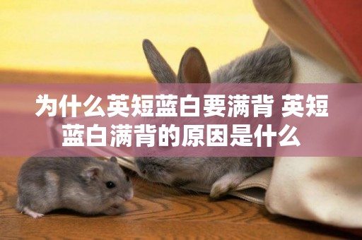 為什么英短藍白要滿背 英短藍白滿背的原因是什么