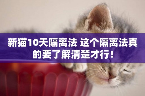新貓10天隔離法 這個隔離法真的要了解清楚才行！