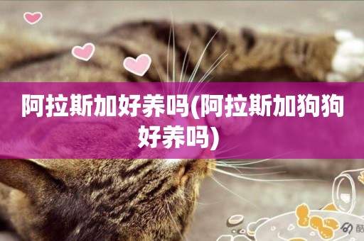 阿拉斯加好養嗎(阿拉斯加狗狗好養嗎) 