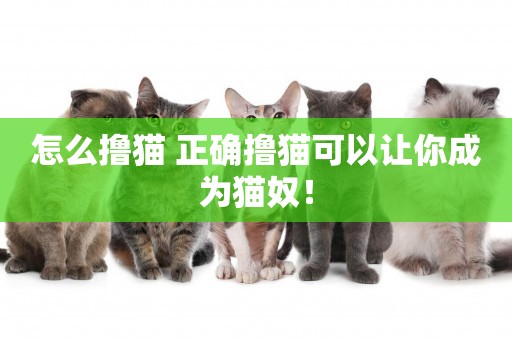 怎么擼貓 正確擼貓可以讓你成為貓奴！