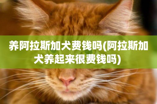養阿拉斯加犬費錢嗎(阿拉斯加犬養起來很費錢嗎) 