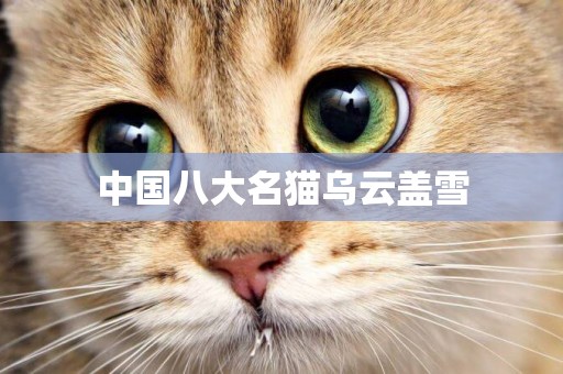 中國八大名貓烏云蓋雪