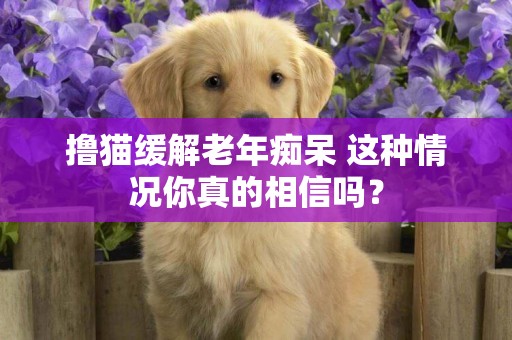 擼貓緩解老年癡呆 這種情況你真的相信嗎？