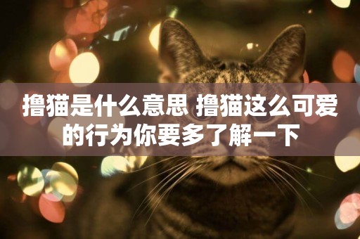擼貓是什么意思 擼貓這么可愛的行為你要多了解一下