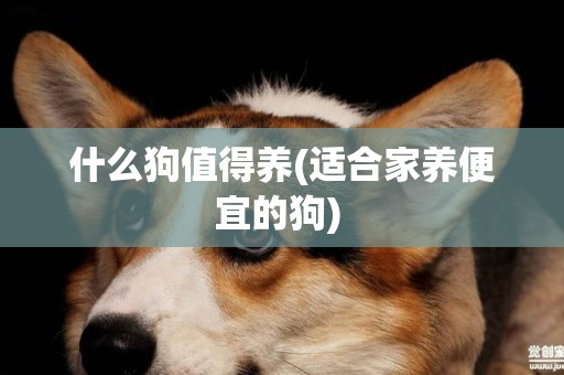 什么狗值得養(適合家養便宜的狗) 