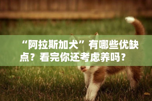 “阿拉斯加犬”有哪些優缺點？看完你還考慮養嗎？ 