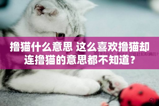 擼貓什么意思 這么喜歡擼貓卻連擼貓的意思都不知道？