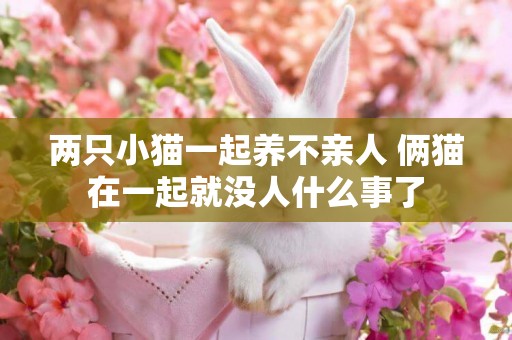 兩只小貓一起養不親人 倆貓在一起就沒人什么事了