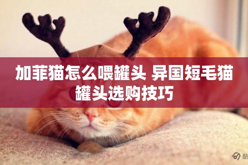 加菲貓怎么喂罐頭 異國短毛貓罐頭選購技巧