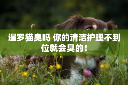 暹羅貓臭嗎 你的清潔護理不到位就會臭的! 暹羅貓臭嗎 你的清潔護理不到位就會臭的!
