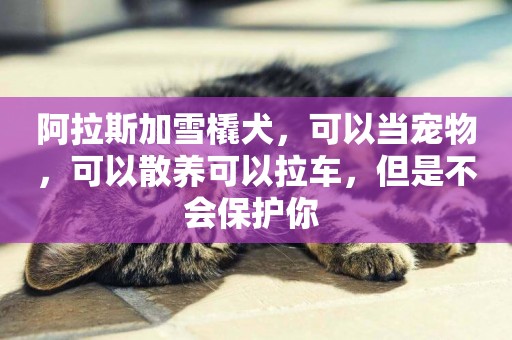 阿拉斯加雪橇犬，可以當寵物，可以散養可以拉車，但是不會保護你 