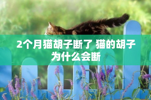 2個月貓胡子斷了 貓的胡子為什么會斷
