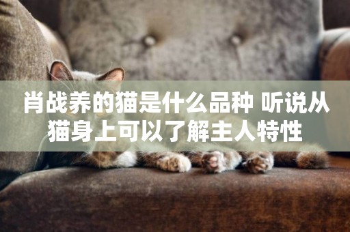 肖戰養的貓是什么品種 聽說從貓身上可以了解主人特性
