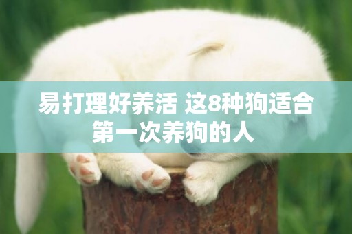 易打理好養活 這8種狗適合第一次養狗的人 