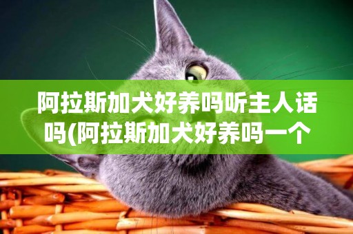 阿拉斯加犬好養嗎聽主人話嗎(阿拉斯加犬好養嗎一個月花費) 