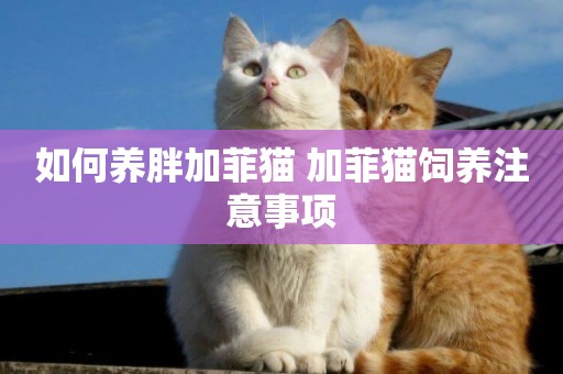 如何養胖加菲貓 加菲貓飼養注意事項