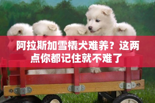 阿拉斯加雪橇犬難養？這兩點你都記住就不難了 