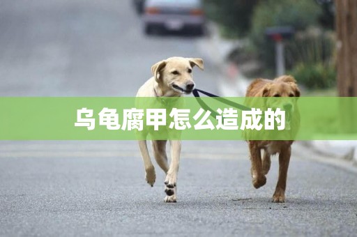 烏龜腐甲怎么造成的