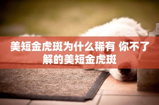 美短金虎斑為什么稀有 你不了解的美短金虎斑