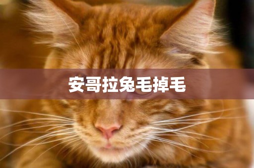 安哥拉兔毛掉毛