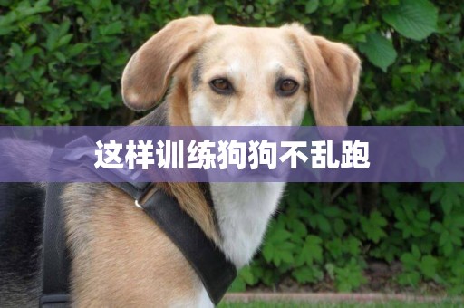 這樣訓練狗狗不亂跑