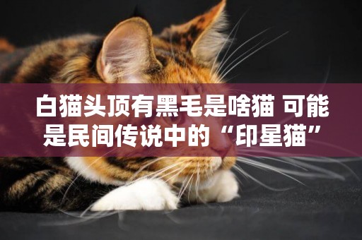 白貓頭頂有黑毛是啥貓 可能是民間傳說中的“印星貓”哦