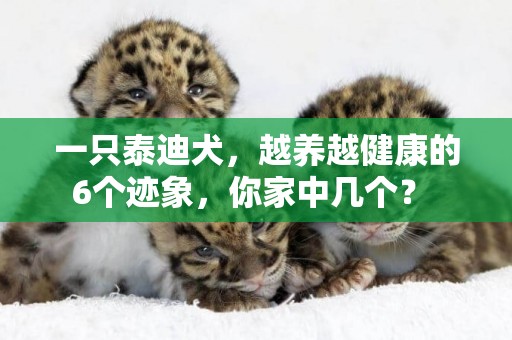 一只泰迪犬，越養越健康的6個跡象，你家中幾個？ 