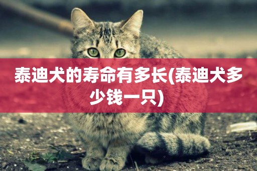 泰迪犬的壽命有多長(泰迪犬多少錢一只) 