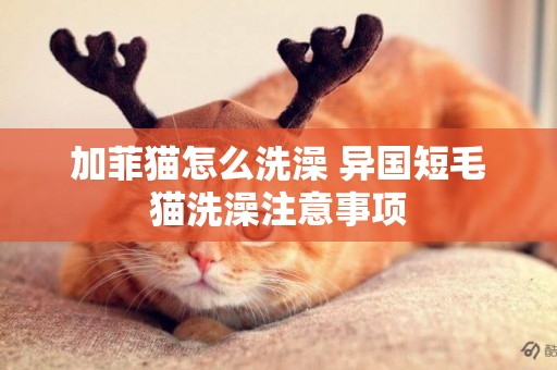 加菲貓怎么洗澡 異國短毛貓洗澡注意事項