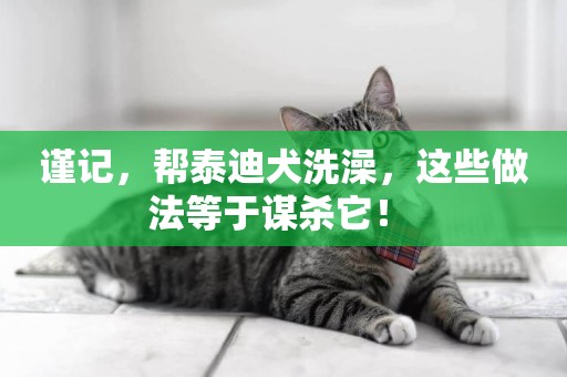 謹記，幫泰迪犬洗澡，這些做法等于謀殺它！ 