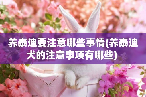 養泰迪要注意哪些事情(養泰迪犬的注意事項有哪些) 