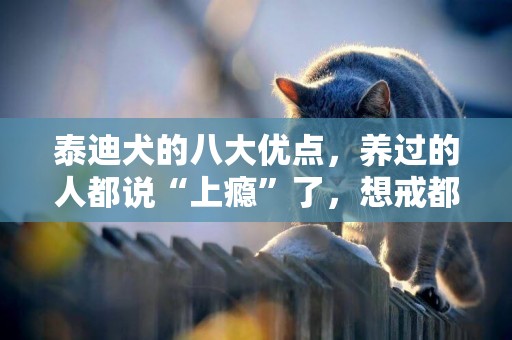 泰迪犬的八大優點，養過的人都說“上癮”了，想戒都戒不掉 