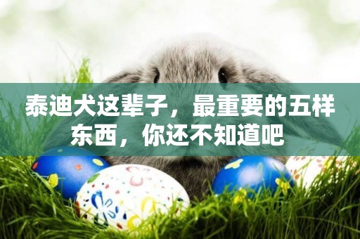泰迪犬這輩子，最重要的五樣東西，你還不知道吧 