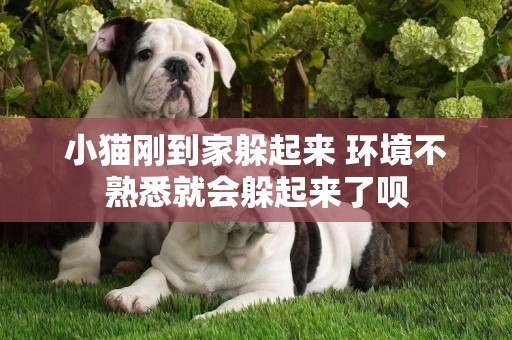 小貓剛到家躲起來 環境不熟悉就會躲起來了唄
