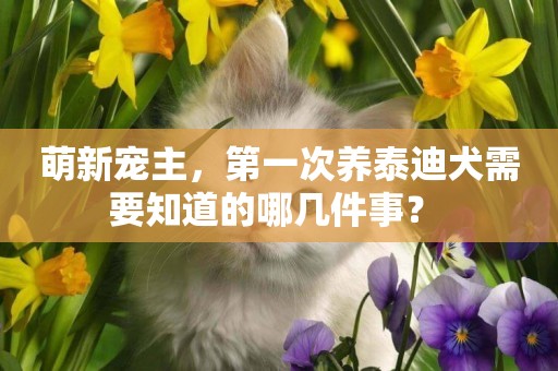 萌新寵主，第一次養泰迪犬需要知道的哪幾件事？ 