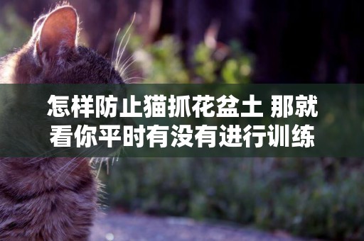 怎樣防止貓抓花盆土 那就看你平時有沒有進行訓練