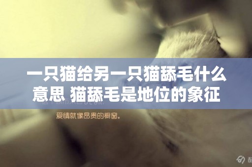一只貓給另一只貓舔毛什么意思 貓舔毛是地位的象征